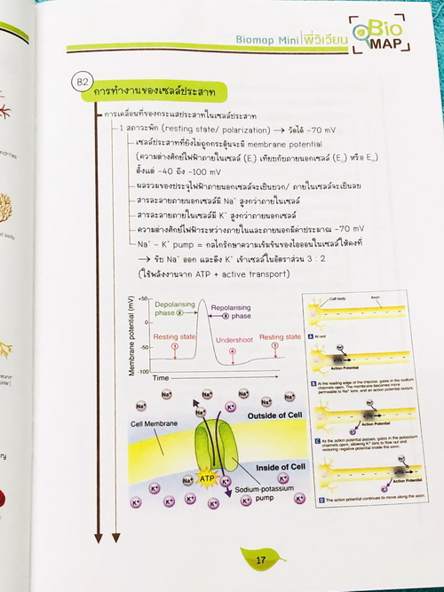 ►Bio Map Mini◄ ออนดีมานด์ พี่วิเวียน สรุปชีววิทยาฉบับพกพา มีสรุปเนื้อหาสำคัญ หนังสือพิมพ์สีทั้งเล่ม มีลำดับหัวข้อที่ชอบออกสอบบ่อยๆในข้อสอบ PAT2 มีเทคนิคลัดเยอะมาก หนังสือตีพิมพ์สมบูรณ์ทั้งเล่ม ในหนังสือมีเขียนเล็กน้อย