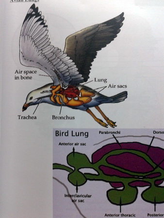 หนังสือ Biobeam for Entrance : Biology of Animals 2