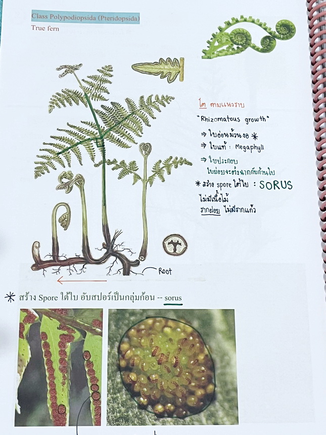 ►หมอพิชญ์ Biobeam◄ หนังสือเรียนชีววิทยา คอร์ส ICU ไอซียู ครบเซ็ท 8 เล่ม พร้อมไฟล์จดเนื้อหาครบทั้งเซ็ทแบบละเอียดมากครบทั้ง 8 เล่ม และไฟล์ชีทเสริม ในหนังสือจดครบเกือบทั้งเล่ม จดละเอียด มีวาดภาพประกอบเนื้อหาเยอะมาก แบบฝึกหัดประจำบทมีจดเฉลยบางข้อ เฉพาะเล่ม 8