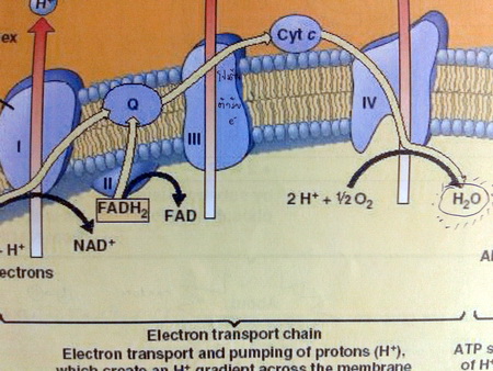 หนังสือหมอพิชญ์ไบโอบีม Basic Biology (OPD) Vol.2 : Human Body1