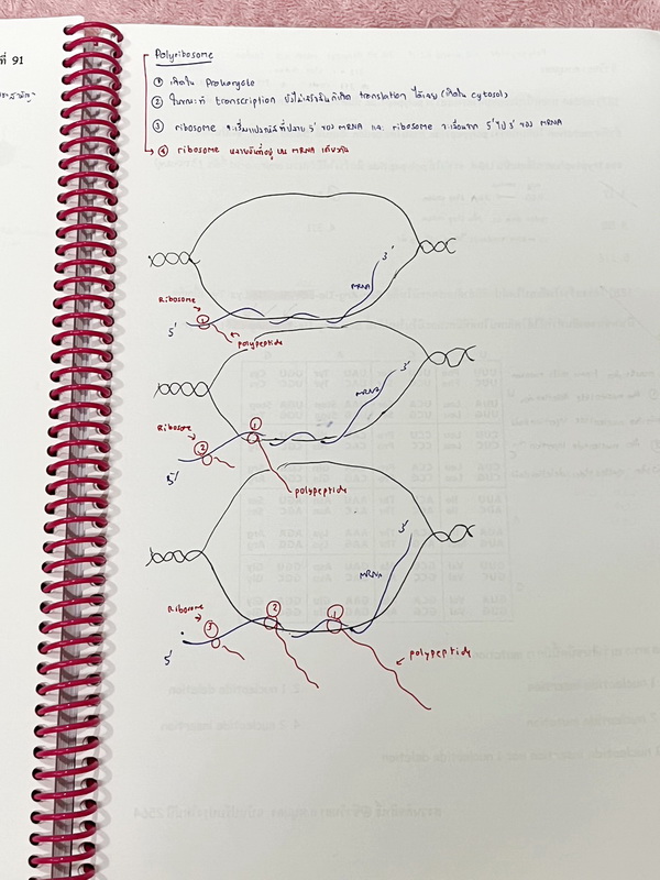 ►อ.หมูแดง◄ ชีววิทยาอาจารย์หมูแดง ชีววิทยาเพื่อสอบแพทย์ กสพท.และสอบเข้ามหาลัย จดครบเกือบทั้งเล่ม จดละเอียด หนังสือใส่ปกสันเกลียว เปิดอ่านง่าย หนังสือเล่มหนาใหญ่