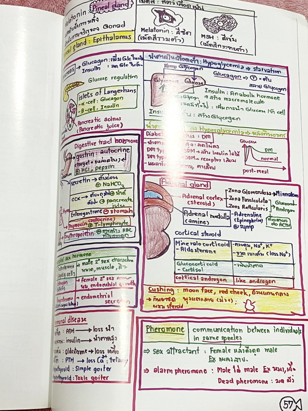 ►หมอพิชญ์ Biobeam◄ Art Beam Shortnote อาร์ทบีม หมอพิชญ์ไบโอบีม หนังสือสรุปเนื้อหาวิชาชีววิทยาทั้งหมดในระดับชั้น ม.ปลาย ทั้งเล่มเขียนด้วยลายมือของหมอพิชญ์ // อาจารย์ลงมือเขียนและวาดรูปเองทุกหน้า หนังสือมีรอยยับเล็กน้อย หนังสือเล่มหนาใหญ่ พิมพ์สีสวยงาม ใช้ก