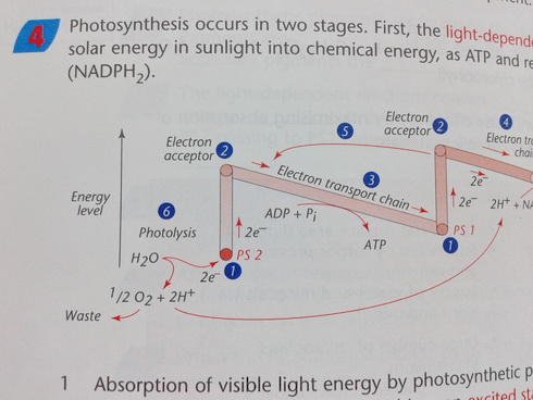 หนังสือชีววิทยา ภาษาอังกฤษ A2 in a week : Biology พร้อมแบบฝึกหัดและเฉลย