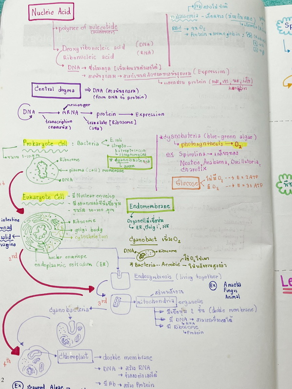 ►หนังสือเรียนชีวะ ม.ต้น◄ หนังสือกวดวิชาหมอพิชญ์ไบโอบีม Fundamental Biology ชีววิทยา ม.ต้น Biobeam สรุปเนื้อหาทุกบทในวิชาวิทยาศาสตร์ชีววิทยาระดับชั้นมัธยมศึกษาตอนต้น เนื้อหายากลึกถึงสอบเข้า ม.4 ร.ร.ดัง จดครบเกือบทั้งเล่ม จดด้วยดินสอและปากกาสีสวยงาม มีวาดรู