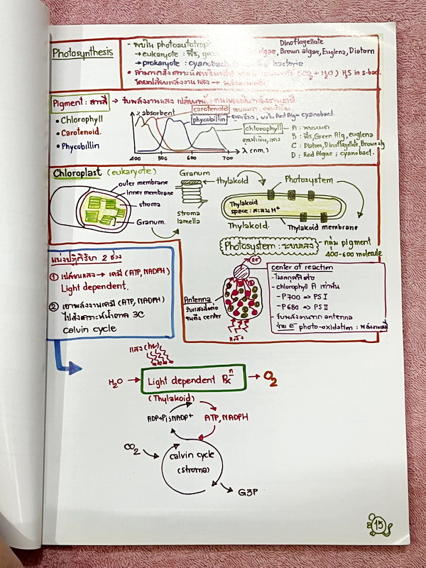 ►หมอพิชญ์ Biobeam◄ Art Beam Shortnote อาร์ทบีม หมอพิชญ์ไบโอบีม หนังสือสรุปเนื้อหาวิชาชีววิทยาทั้งหมดในระดับชั้น ม.ปลาย ทั้งเล่มเขียนด้วยลายมือของหมอพิชญ์ // อาจารย์ลงมือเขียนและวาดรูปเองทุกหน้า หนังสือมีรอยยับเล็กน้อย หนังสือเล่มหนาใหญ่ พิมพ์สีสวยงาม ใช้ก