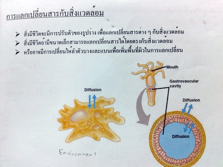 หนังสือ Biobeam : ชีววิทยา Basic Biology (OPD) Animals 1 หมอพิชญ์
