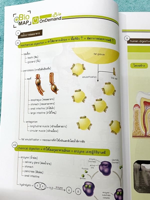 ►หนังสือสรุปชีววิทยา◄ หนังสือกวดวิชา Ondemand ออนดีมานด์ พี่วิเวียน นพ.วีรวัช Biomap ชีววิทยาเล่ม 1+2 สรุปเนื้อหาวิชาชีววิทยาระดับชั้น ม.ปลายทั้งหมด ครอบคลุมเนื้อหาตั้งแต่ชั้น ม.4-5-6 เนื้อหาลึกถึงสอบเข้ามหาวิทยาลัย เนื้อหาตีพิมพ์สมบูรณ์ หนังสือพิมพ์สีสวย