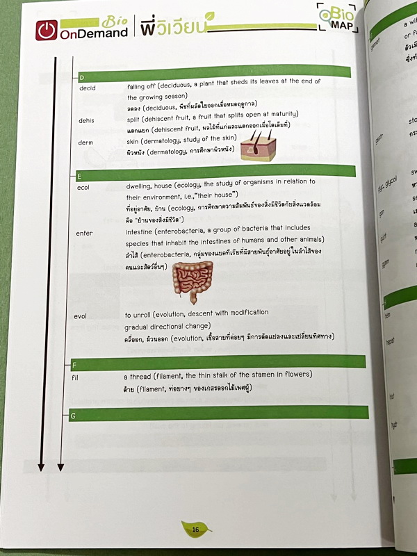 ►ออนดีมานด์◄ พี่วิเวียน หนังสือกวดวิชาคอร์สรากศัพท์ชีววิทยา ม.ปลาย ในหนังสือมีสรุปเนื้อหาสมบูรณ์ มีแยกหมวดคำศัพท์ทางชีววิทยาแบ่งออกเป็น Prefix , Suffix และ Root แบบฝึกหัดไม่มีจด และไม่มีเฉลย มี Update ข้อสอบด้านหลัง หนังสือพิมพ์สีทั้งเล่ม หนังสือหนาเพียงแ