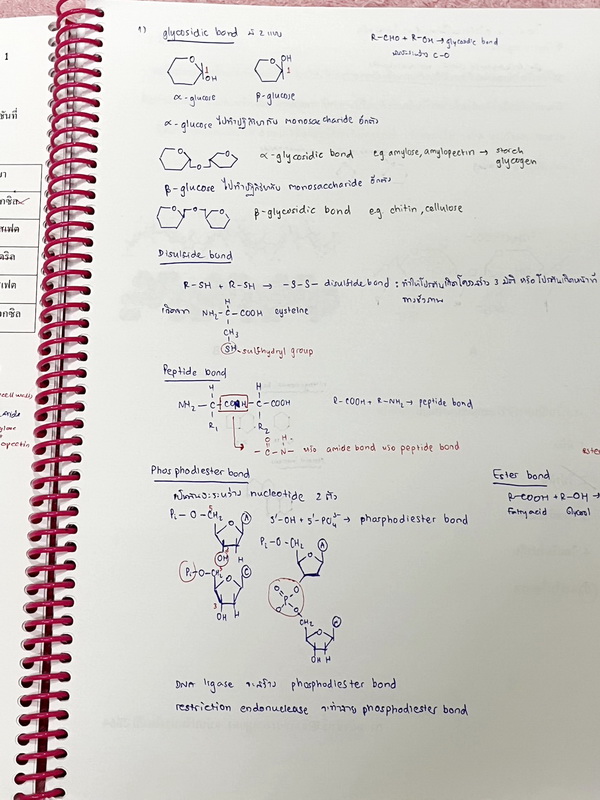►อ.หมูแดง◄ ชีววิทยาอาจารย์หมูแดง ชีววิทยาเพื่อสอบแพทย์ กสพท.และสอบเข้ามหาลัย จดครบเกือบทั้งเล่ม จดละเอียด หนังสือใส่ปกสันเกลียว เปิดอ่านง่าย หนังสือเล่มหนาใหญ่