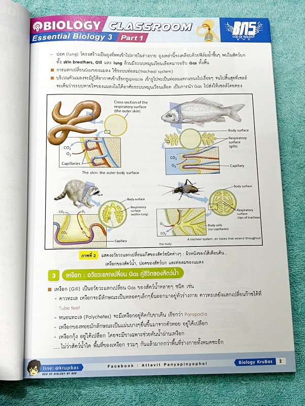 ►ครูบาส◄ หนังสือกวดวิชาชีววิทยา Essential Biology 3 เล่ม1+2 หัวข้อ Human Body System มีสรุปเนื้อหา และรวมโจทย์ข้อสอบแข่งขันประจำบท หนังสือมีเขียนเล็กน้อย ไม่มีเฉลย หนังสือสภาพแทบใหม่เอี่ยม หนังสือพิมพ์สีสวยงามน่าอ่าน