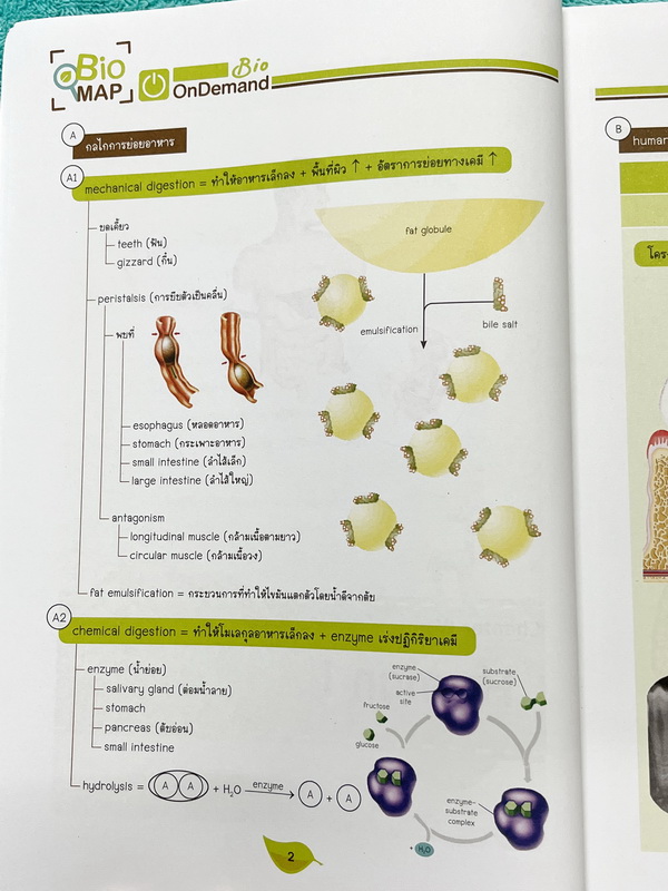 ►ออนดีมานด์◄ Bio Map ชีววิทยาพี่วิเวียน เล่ม 1+2 ครบเซ็ท สรุปเนื้อหาและสูตรสำคัญของวิชาชีววิทยา ม.ปลาย เนื้อหาพิมพ์สมบูรณ์ทั้งเล่ม พี่วิเวียนสรุปเนื้อหากระชับ บางหัวข้อสรุปเนื้อหาเป็น Mind Mapping ทำให้อ่านเข้าใจง่าย หนังสือพิมพ์สีทั้งเล่มน่าอ่าน ในหนังสื