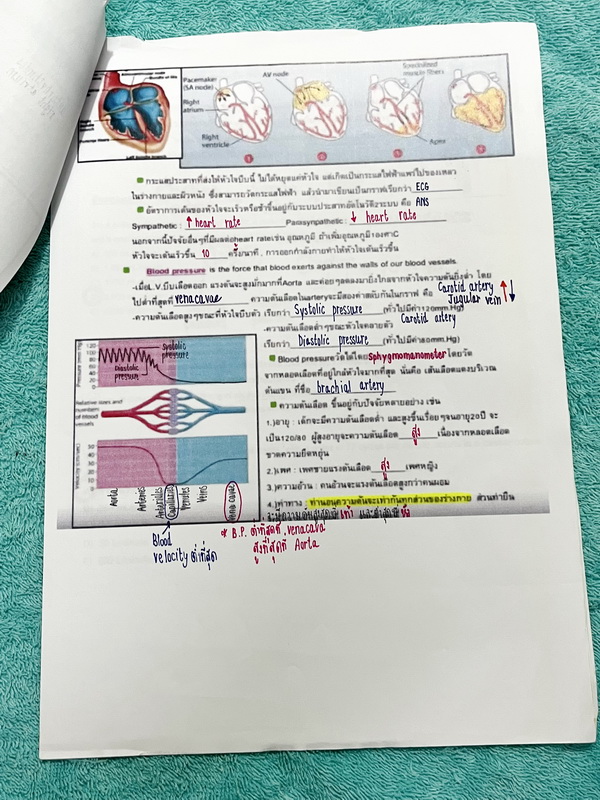 ►สอบเข้า MWIT◄ ครูพี่บาส Advanced Biology for MWIT Exam + ชีทเสริม หนังสือสรุปเนื้อหาวิชาชีววิทยาเพื่อสอบเข้า ม.4 มหิดล มีโจทย์ข้อสอบและแนวข้อสอบที่น่าสนใจ ในหนังสือจดครบเกือบทั้งเล่ม จดละเอียด จดเป็นระเบียบ ตั้งใจเรียน ชีทเสริมมีจดครบทั้งหมด หนังสือพิมพ์