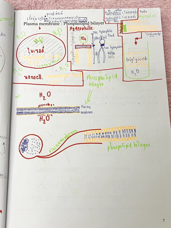 ►ชีววิทยา ม.ต้น◄ หนังสือกวดวิชาหมอพิชญ์ไบโอบีม Fundamental Biology ชีววิทยา ม.ต้น Biobeam สรุปเนื้อหาทุกบทในวิชาวิทยาศาสตร์ชีววิทยา ระดับชั้นมัธยมศึกษาตอนต้น ม.1-2-3 เนื้อหายากลึกถึงสอบเข้า ม.4 ร.ร.ดัง ในหนังสือจดครบเกือบทั้งเล่ม จดละเอียด มีวาดภาพประกอบเ