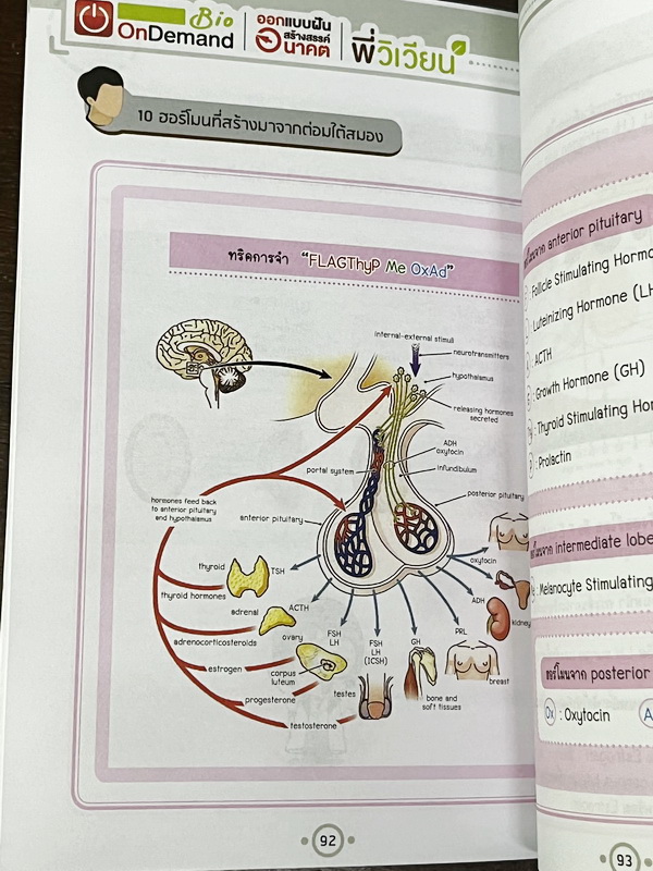►Bio Code◄ หนังสือชีววิทยาพี่วิเวียน ออนดีมานด์ Bio Code รวม Trick เทคนิคการจำ อารมณ์คล้ายๆสูตรลัดของคณิตศาสตร์ ออกแบบอ้างอิงการจดจำของสมอง เห็นปุ๊บ ตอบได้ปั๊บ ประหยัดเวลาด้วย Bio Code // ในหนังสือมีเขียนเล็กน้อย หนังสือพิมพ์สีสวยงามทั้งเล่ม หนังสือมีขนาด