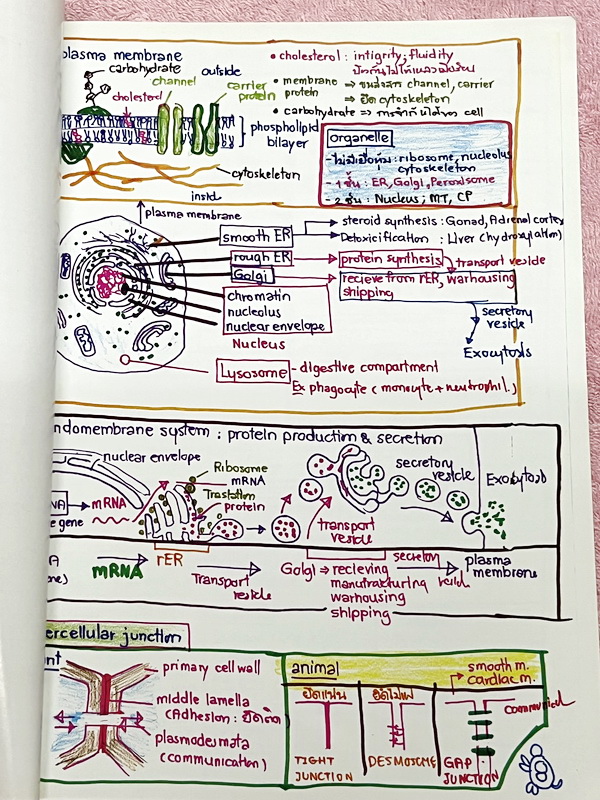 ►หมอพิชญ์ Biobeam◄ Art Beam Shortnote อาร์ทบีม หมอพิชญ์ไบโอบีม หนังสือสรุปเนื้อหาวิชาชีววิทยาทั้งหมดในระดับชั้น ม.ปลาย ทั้งเล่มเขียนด้วยลายมือของหมอพิชญ์ // อาจารย์ลงมือเขียนและวาดรูปเองทุกหน้า หนังสือมีสภาพยับเล็กน้อย หนังสือพิมพ์สีสวยงาม ใช้กระดาษอาร์ทม