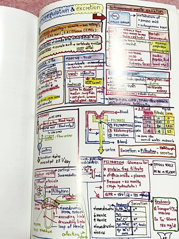 ►หมอพิชญ์ Biobeam◄ Art Beam Shortnote อาร์ทบีม หมอพิชญ์ไบโอบีม หนังสือสรุปเนื้อหาวิชาชีววิทยาทั้งหมดในระดับชั้น ม.ปลาย ทั้งเล่มเขียนด้วยลายมือของหมอพิชญ์ // อาจารย์ลงมือเขียนและวาดรูปเองทุกหน้า หนังสือมีรอยยับเล็กน้อย หนังสือเล่มหนาใหญ่ พิมพ์สีสวยงาม ใช้ก