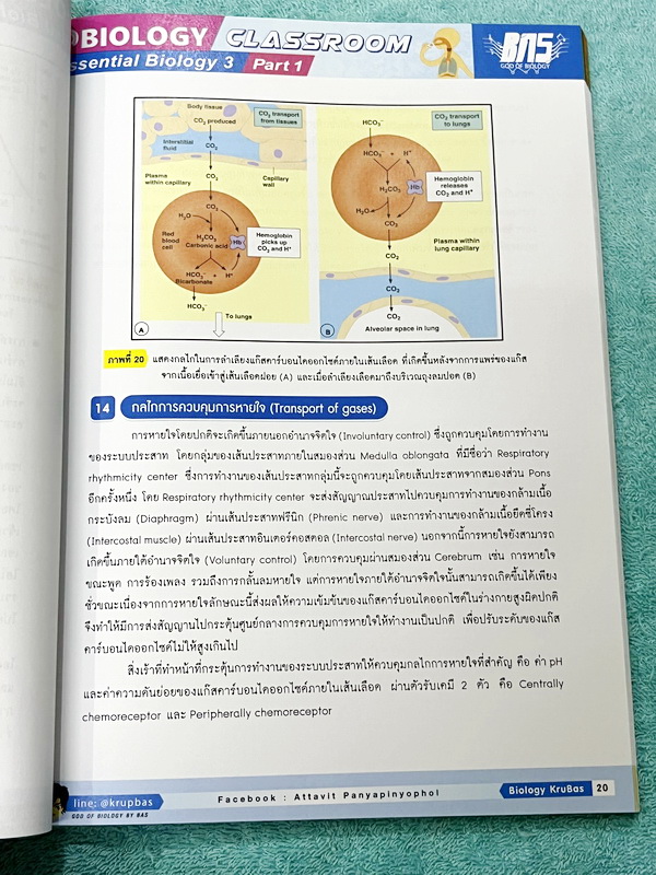 ►ครูบาส◄ หนังสือกวดวิชาชีววิทยา Essential Biology 3 เล่ม1+2 หัวข้อ Human Body System มีสรุปเนื้อหา และรวมโจทย์ข้อสอบแข่งขันประจำบท หนังสือมีเขียนเล็กน้อย ไม่มีเฉลย หนังสือสภาพแทบใหม่เอี่ยม หนังสือพิมพ์สีสวยงามน่าอ่าน