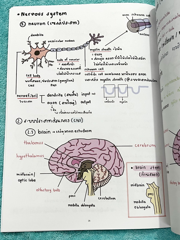 ►หนังสือรุ่นพี่เตรียมอุดม◄ Biology Short Note Form หนังสือสรุปชีววิทยา สรุปย่อๆกระชับให้เห็นภาพรวมของTopic + เนื้อหาทั้งหมดที่ต้องใช้สอบเข้าเตรียมอุดม พิมพ์สีสวยงาม เนื้อหาพิมพ์สมบูรณ์ หนังสือหนา 48 หน้า