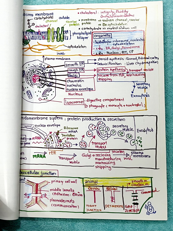 ►หมอพิชญ์ Biobeam◄ Art Beam Shortnote อาร์ทบีม หมอพิชญ์ไบโอบีม สรุปเนื้อหาวิชาชีววิทยาทั้งหมดด้วยลายมือของหมอพิชญ์เอง อาจารย์ลงมือเขียนและวาดรูปเองทุกหน้า พิมพ์สีสวยงาม กระดาษอาร์ทมันอย่างดีทั้งเล่ม *หน้าปกหนังสือมีรอยยับ *