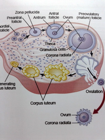 หนังสือ Biobeam for Entrance : Biology of Animals 2