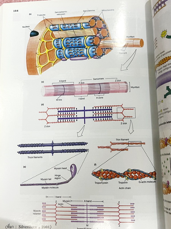 ►Eureka◄ หนังสือกวดวิชาชีววิทยา ม.ปลาย อ.เอกฤทธิ์ ยูเรก้า + สมุดโน้ตในคอร์สเรียน 1 เล่ม ในหนังสือเน้นภาพสี กราฟ ตาราง และแผนภาพเกี่ยวกับวิชาชีววิทยาในระดับชั้น ม.ปลายรวมทุกบท ส่วนใหญ่ใช้ภาษาอังกฤษ และภาษาละตินประกอบคำอธิบาย หนังสือเล่มหนาใหญ่ มีน้ำหนัก พิ