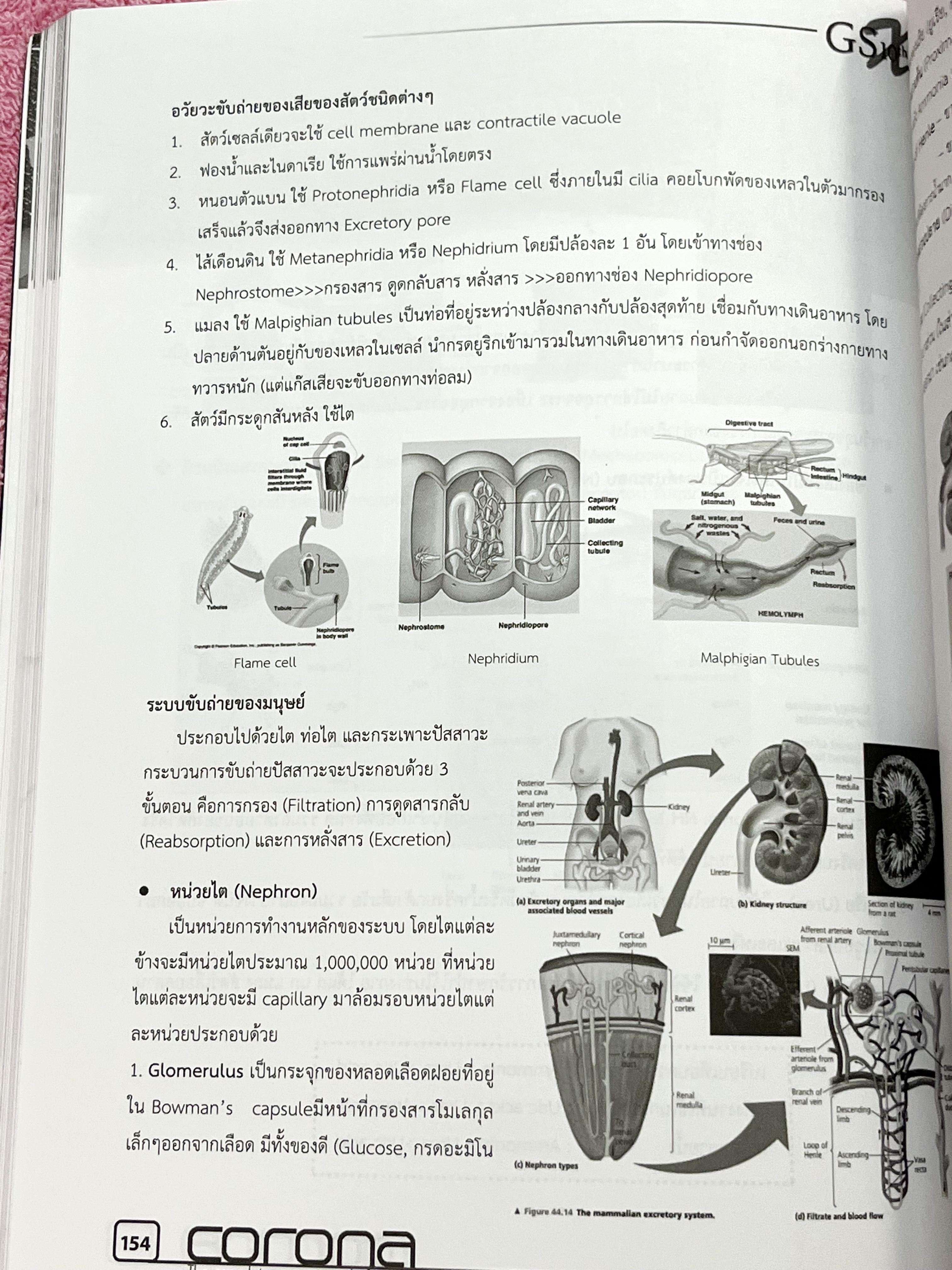 ►หนังสือสอบเข้าม.4◄ Corona หนังสือสรุปเนื้อหาวิชาวิทยาศาสตร์ ระดับชั้น ม.ต้น เพื่อเตรียมสอบเข้า ม.4 เรียบเรียงโดนรุ่นพี่ ร.ร.เตรียมอุดมศึกษา ครอบคลุมเนื้อหาชีววิทยา เคมี ฟิสิกส์ วิทย์กายภาพ มีเน้นกฎสำคัญที่ควรจำ ในหนังสือมีเขียนเล็กน้อย ด้านหลังมีโจทย์แบบ