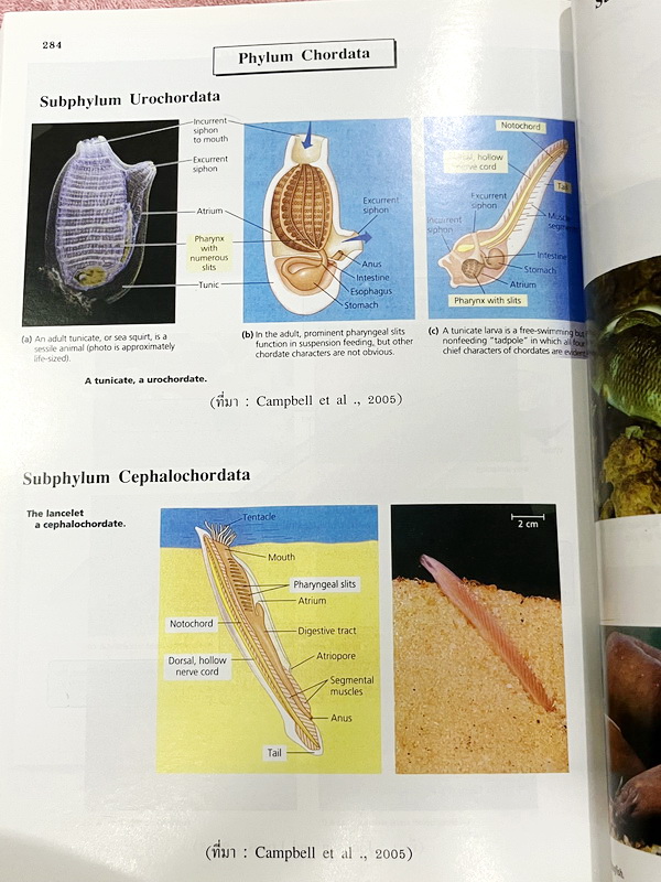 ►Eureka◄ หนังสือกวดวิชาชีววิทยา ม.ปลาย อ.เอกฤทธิ์ ยูเรก้า + สมุดโน้ตในคอร์สเรียน 1 เล่ม ในหนังสือเน้นภาพสี กราฟ ตาราง และแผนภาพเกี่ยวกับวิชาชีววิทยาในระดับชั้น ม.ปลายรวมทุกบท ส่วนใหญ่ใช้ภาษาอังกฤษ และภาษาละตินประกอบคำอธิบาย หนังสือเล่มหนาใหญ่ มีน้ำหนัก พิ