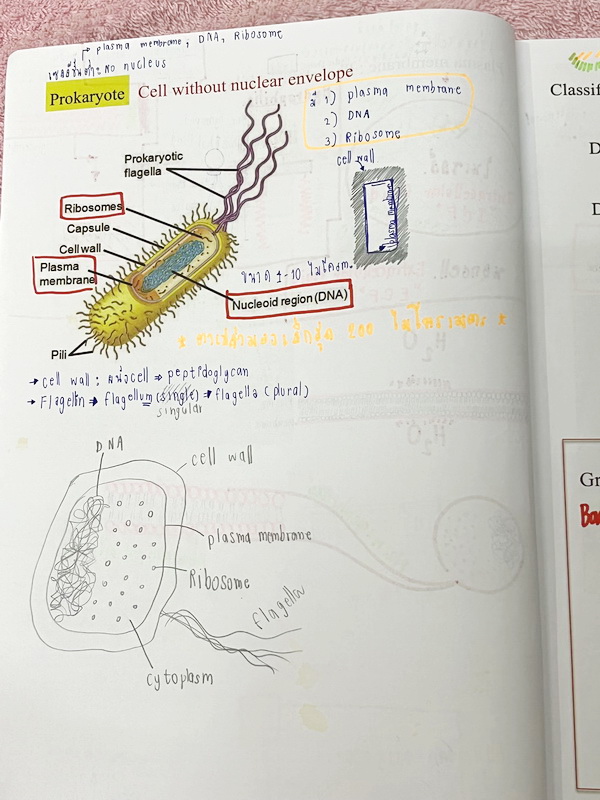 ►ชีววิทยา ม.ต้น◄ หนังสือกวดวิชาหมอพิชญ์ไบโอบีม Fundamental Biology ชีววิทยา ม.ต้น Biobeam สรุปเนื้อหาทุกบทในวิชาวิทยาศาสตร์ชีววิทยา ระดับชั้นมัธยมศึกษาตอนต้น ม.1-2-3 เนื้อหายากลึกถึงสอบเข้า ม.4 ร.ร.ดัง ในหนังสือจดครบเกือบทั้งเล่ม จดละเอียด มีวาดภาพประกอบเ