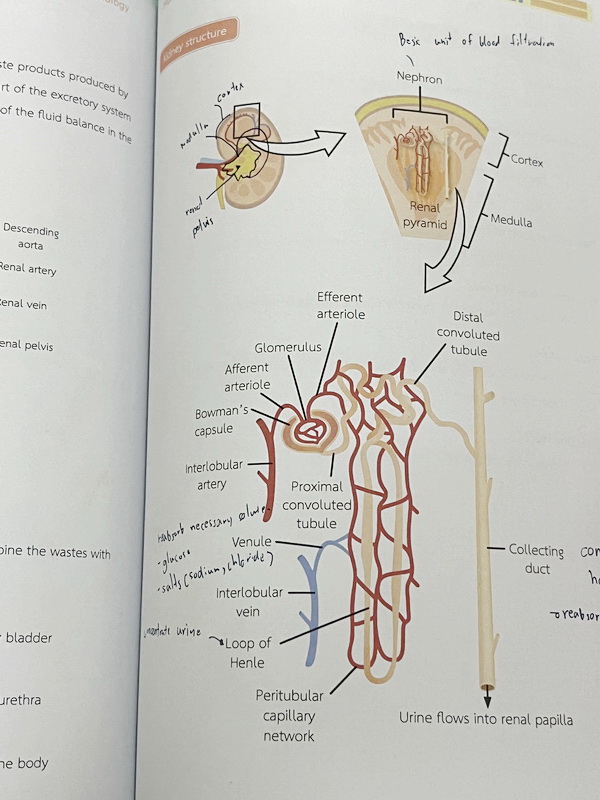 ►หนังสือ BMAT◄ หนังสือกวดวิชา Ignite by Ondemand เล่ม Foundation for BMAT วิชาชีววิทยา มีสรุปเนื้อหากระชับ มีโจทย์ประจำบท จดครบเกือบทั้งเล่ม จดละเอียด