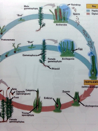 หนังสือ Biobeam for Entrance : Biology of Plants
