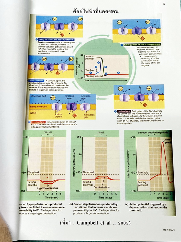 ►ยูเรก้า◄ Eureka หนังสือกวดวิชา อ.เอกฤทธิ์ ชีววิทยา ม.5 หลักสูตร B มีสรุปเนื้อหา โจทย์แบบฝึกหัดประจำบท ในหนังสือมีเขียนเล็กน้อย เนื้อหาตีพิมพ์สมบูรณ์ทุกบท ด้านหลังมีเฉลยของอาจารย์ และมีคำอธิบายเฉลยละเอียดบางข้อ หนังสือเล่มหนาใหญ่