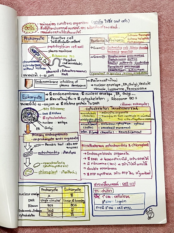 ►หมอพิชญ์ Biobeam◄ Art Beam Shortnote อาร์ทบีม หมอพิชญ์ไบโอบีม หนังสือสรุปเนื้อหาวิชาชีววิทยาทั้งหมดในระดับชั้น ม.ปลาย ทั้งเล่มเขียนด้วยลายมือของหมอพิชญ์ // อาจารย์ลงมือเขียนและวาดรูปเองทุกหน้า หนังสือมีรอยยับเล็กน้อย หนังสือเล่มหนาใหญ่ พิมพ์สีสวยงาม ใช้ก