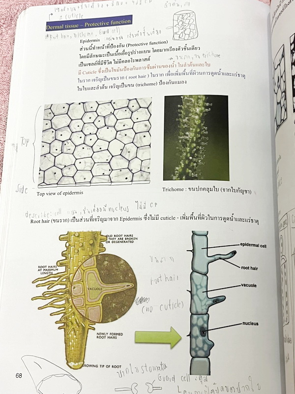 ►ชีววิทยา ม.ต้น◄ หนังสือกวดวิชาหมอพิชญ์ไบโอบีม Fundamental Biology ชีววิทยา ม.ต้น Biobeam สรุปเนื้อหาทุกบทในวิชาวิทยาศาสตร์ชีววิทยา ระดับชั้นมัธยมศึกษาตอนต้น ม.1-2-3 เนื้อหายากลึกถึงสอบเข้า ม.4 ร.ร.ดัง ในหนังสือจดครบเกือบทั้งเล่ม จดละเอียด มีวาดภาพประกอบเ