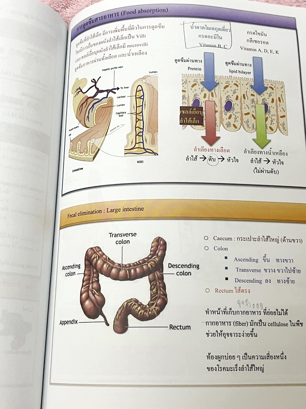 ►ชีววิทยา ม.ต้น◄ หนังสือกวดวิชาหมอพิชญ์ไบโอบีม Fundamental Coma สรุปเนื้อหาของชีวะ ม.ต้นแบบกระชับสั้นๆทั้งหมดในเล่มเดียว เนื้อหายากลึกถึงเตรียมตัวสอบเข้า ม.4 โรงเรียนดัง จดครบเกือบทั้งเล่ม จดละเอียด หนังสือพิมพ์สีสวยงามเกือบทั้งเล่ม ลายมือจดโดยน้องผู้หญิง