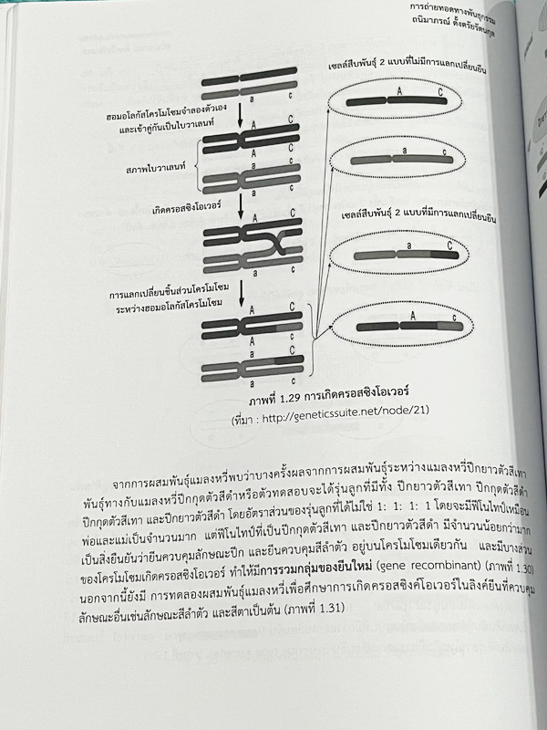 ►หนังสือเรียนโรงเรียนเตรียมอุดม◄ เอกสารประกอบการเรียนรายวิชาวิทยาศาสตร์ ชีววิทยา6 ระดับชั้น ม.6 จัดทำโดยกลุ่มสาระการเรียนรู้วิทยาศาสตร์ มีสรุปเนื้อหาและโจทย์แบบทดสอบ โจทย์เข้มข้น จดบางหน้า ไม่มีเฉลย หนังสือเล่มหนาใหญ่