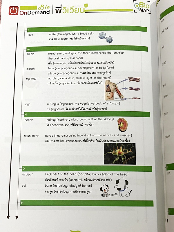 ►ออนดีมานด์◄ พี่วิเวียน หนังสือกวดวิชาคอร์สรากศัพท์ชีววิทยา ม.ปลาย ในหนังสือมีสรุปเนื้อหาสมบูรณ์ มีแยกหมวดคำศัพท์ทางชีววิทยาแบ่งออกเป็น Prefix , Suffix และ Root แบบฝึกหัดไม่มีจด และไม่มีเฉลย มี Update ข้อสอบด้านหลัง หนังสือพิมพ์สีทั้งเล่ม หนังสือหนาเพียงแ