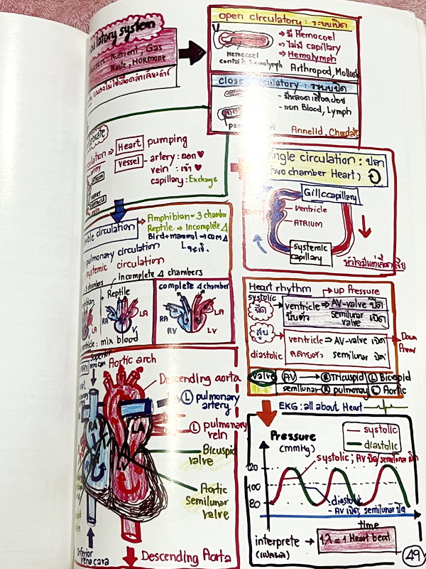 ►หมอพิชญ์ Biobeam◄ Art Beam Shortnote อาร์ทบีม หมอพิชญ์ไบโอบีม หนังสือสรุปเนื้อหาวิชาชีววิทยาทั้งหมดในระดับชั้น ม.ปลาย ทั้งเล่มเขียนด้วยลายมือของหมอพิชญ์ // อาจารย์ลงมือเขียนและวาดรูปเองทุกหน้า หนังสือมีรอยยับเล็กน้อย หนังสือเล่มหนาใหญ่ พิมพ์สีสวยงาม ใช้ก
