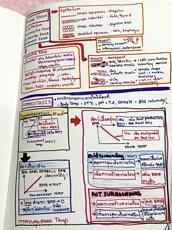 ►หมอพิชญ์ Biobeam◄ Art Beam Shortnote อาร์ทบีม หมอพิชญ์ไบโอบีม หนังสือสรุปเนื้อหาวิชาชีววิทยาทั้งหมดในระดับชั้น ม.ปลาย ทั้งเล่มเขียนด้วยลายมือของหมอพิชญ์ // อาจารย์ลงมือเขียนและวาดรูปเองทุกหน้า หนังสือมีสภาพยับเล็กน้อย หนังสือพิมพ์สีสวยงาม ใช้กระดาษอาร์ทม