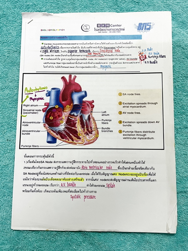 ►สอบเข้า MWIT◄ ครูพี่บาส Advanced Biology for MWIT Exam + ชีทเสริม หนังสือสรุปเนื้อหาวิชาชีววิทยาเพื่อสอบเข้า ม.4 มหิดล มีโจทย์ข้อสอบและแนวข้อสอบที่น่าสนใจ ในหนังสือจดครบเกือบทั้งเล่ม จดละเอียด จดเป็นระเบียบ ตั้งใจเรียน ชีทเสริมมีจดครบทั้งหมด หนังสือพิมพ์