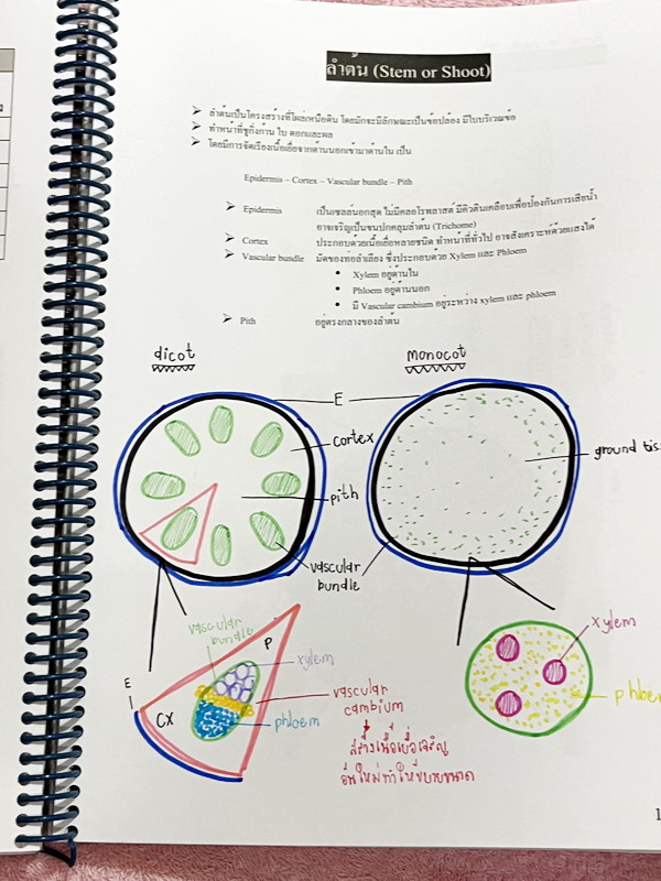 ►ชีววิทยา ม.ต้น◄ หนังสือกวดวิชาหมอพิชญ์ไบโอบีม Fundamental Biology ชีววิทยา ม.ต้น Biobeam สรุปเนื้อหาทุกบทในวิชาวิทยาศาสตร์ชีววิทยา ระดับชั้นมัธยมศึกษาตอนต้น ม.1-2-3 เนื้อหายากลึกถึงสอบเข้า ม.4 ร.ร.ดัง ในหนังสือจดครบเกือบทั้งเล่ม จดละเอียด มีวาดภาพประกอบเ