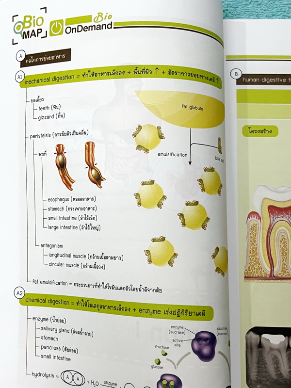 ►หนังสือสรุปชีววิทยา◄ ปกปีใหม่ 2566-2567 หนังสือกวดวิชา Ondemand ออนดีมานด์ พี่วิเวียน นพ.วีรวัช Biomap ชีววิทยาเล่ม 1+2 สรุปเนื้อหาวิชาชีววิทยาระดับชั้น ม.ปลายทั้งหมด ครอบคลุมเนื้อหาตั้งแต่ชั้น ม.4-5-6 เนื้อหาลึกถึงสอบเข้ามหาวิทยาลัย เนื้อหาตีพิมพ์สมบูรณ