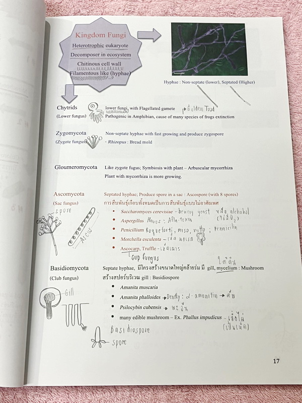 ►ชีววิทยา ม.ต้น◄ หนังสือกวดวิชาหมอพิชญ์ไบโอบีม Fundamental Coma สรุปเนื้อหาของชีวะ ม.ต้นแบบกระชับสั้นๆทั้งหมดในเล่มเดียว เนื้อหายากลึกถึงเตรียมตัวสอบเข้า ม.4 โรงเรียนดัง จดครบเกือบทั้งเล่ม จดละเอียด หนังสือพิมพ์สีสวยงามเกือบทั้งเล่ม ลายมือจดโดยน้องผู้หญิง