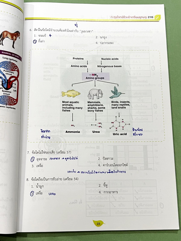 ►สอบเข้าเตรียมอุดม◄ หนังสือกวดวิชาออนดีมานด์ พี่วิเวียน Upskill ตะลุยโจทย์ชีวะสอบเข้าเตรียมอุดม รวมโจทย์ข้อสอบวิชาชีววิทยาเพื่อเตรียมตัวสอบเข้าเตรียมอุดม โจทย์มีความยากระดับ Advanced เหมาะสำหรับเด็กที่มีพื้นฐานดี มีจดเฉลยครบเกือบทั้งเล่ม จดละเอียด