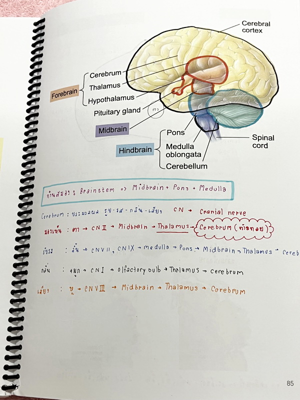 ►หมอพิชญ์ Biobeam◄ หนังสือกวดวิชาปี 2566 หมอพิชญ์ไบโอบีม ICU ไอซียู ครบเซ็ท 8 เล่ม สรุปเนื้อหาทั้งหมดในระดับชั้น ม.ปลาย ม.4-5-6 เนื้อหายากลึกถึงเตรียมตัวสอบเข้ามหาวิทยาลัย สอบแพทย์ TPAT 1 มีโจทย์ประจำบท ในหนังสือจดครบเกือบทั้งเล่ม จดละเอียด โจทย์มีจดเฉลยค
