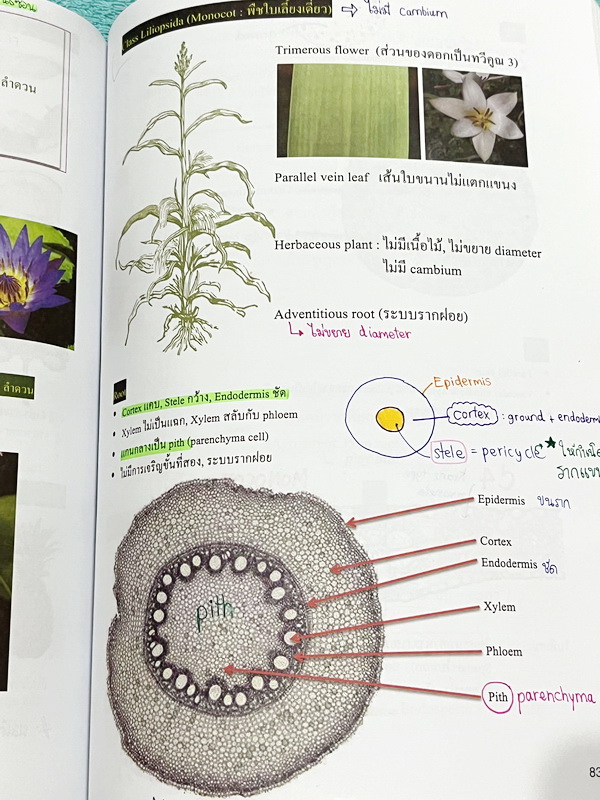 ►หมอพิชญ์ ไบโอบีม◄ Art Beam 2nd Edition อาร์ทบีมหมอพิชญ์ 2nd Edition สรุปเนื้อหาชีววิทยาทั้งหมด ครบทุกบททุกเรื่อง พิมพ์สีสวยงามทั้งเล่ม จดครบเกือบทั้งเล่ม จดละเอียด *มุมปกล่างมีรอยตัดเล็กน้อย*