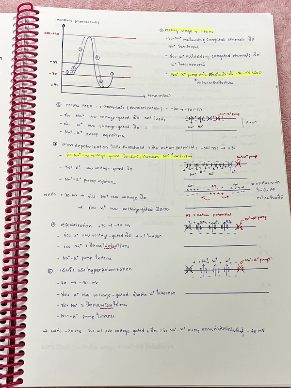 ►อ.หมูแดง◄ ชีววิทยาอาจารย์หมูแดง ชีววิทยาเพื่อสอบแพทย์ กสพท.และสอบเข้ามหาลัย จดครบเกือบทั้งเล่ม จดละเอียด หนังสือใส่ปกสันเกลียว เปิดอ่านง่าย หนังสือเล่มหนาใหญ่