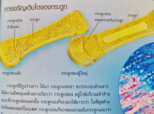 เพศศึกษาเรื่องน่ารู้ Understanding the Facts of Life