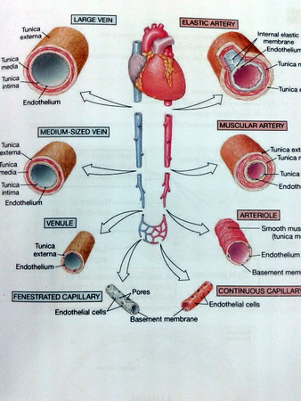 หนังสือ Biobeam ICU Course : Biology of Animals 1 (พร้อมเฉลย)