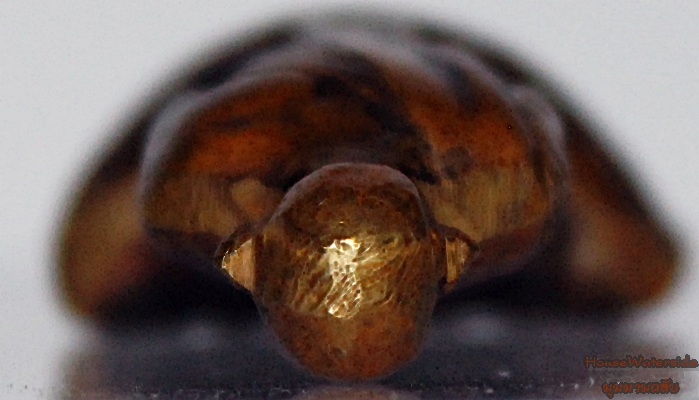 รูปหล่อหลวงพ่อเดิม