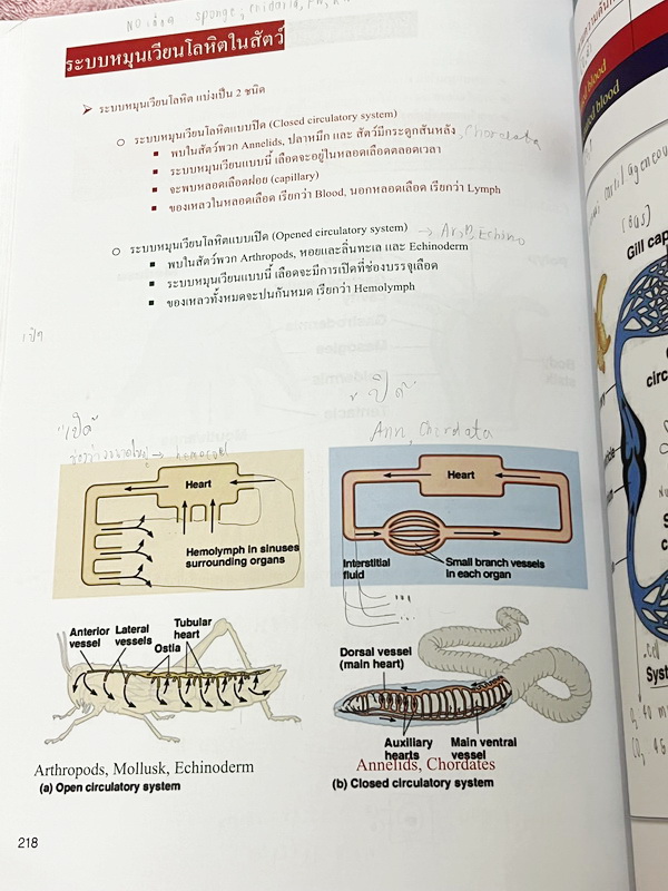 ►ชีววิทยา ม.ต้น◄ หนังสือกวดวิชาหมอพิชญ์ไบโอบีม Fundamental Biology ชีววิทยา ม.ต้น Biobeam สรุปเนื้อหาทุกบทในวิชาวิทยาศาสตร์ชีววิทยา ระดับชั้นมัธยมศึกษาตอนต้น ม.1-2-3 เนื้อหายากลึกถึงสอบเข้า ม.4 ร.ร.ดัง ในหนังสือจดครบเกือบทั้งเล่ม จดละเอียด มีวาดภาพประกอบเ